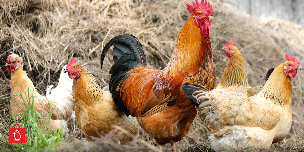 خرید و فروش مرغ محلی تخمگذار - سپید طیور